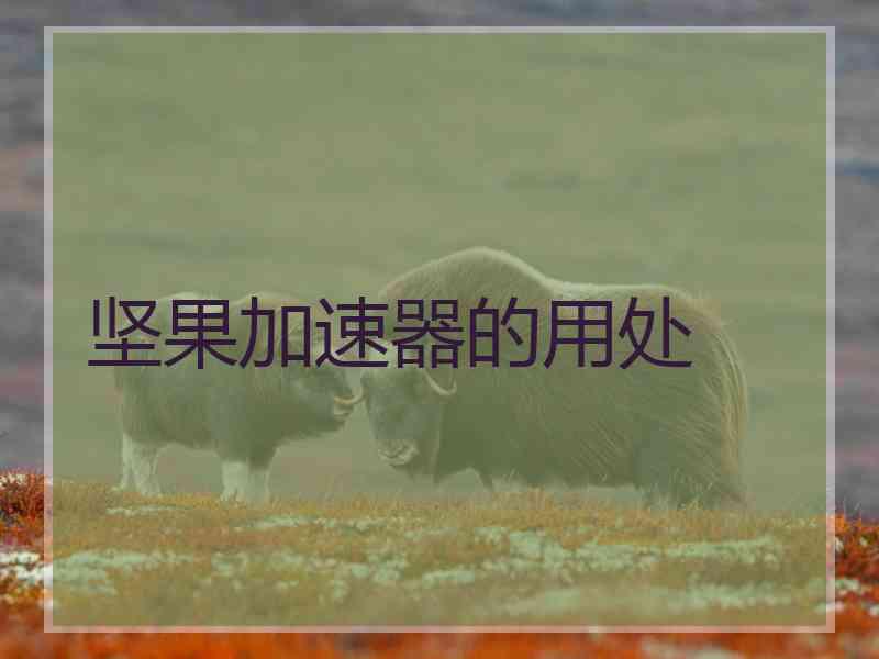坚果加速器的用处