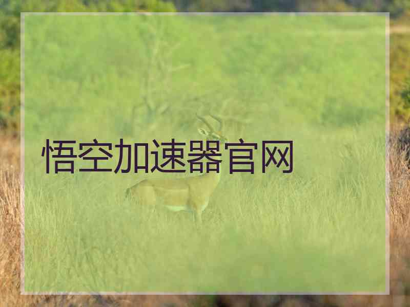 悟空加速器官网